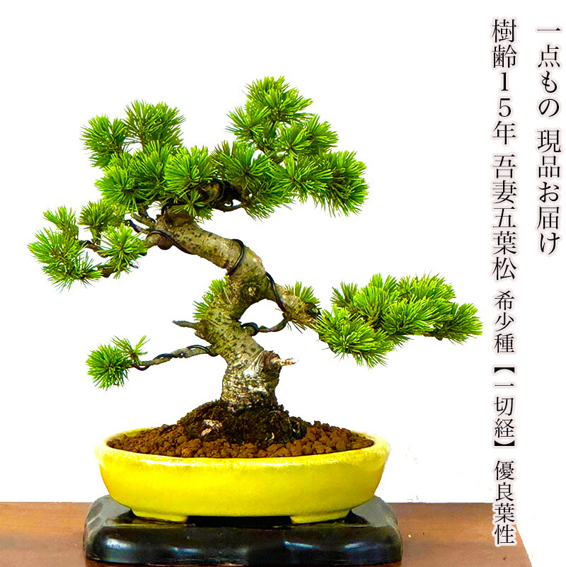 楽天市場】盆栽 松 希少 樹齢20年 吾妻五葉松 宝来 半懸崖 接木 楽天市場】盆栽 松 希少 樹齢20年 吾妻五葉松 宝来 半懸崖 接木