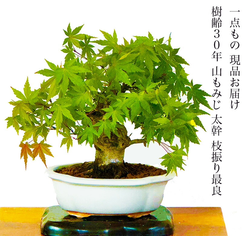 楽天市場】盆栽 楓 かえで 樹齢50年 一点もの 現品お届け 無料