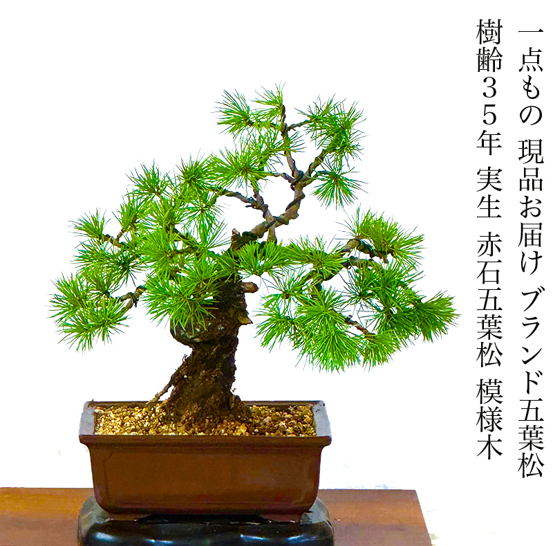 五葉松 盆栽 imgrc0079718932.jpg