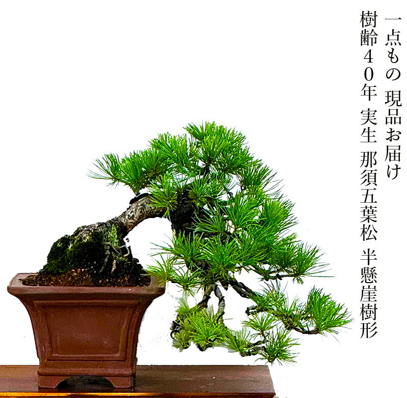 八房五葉松『盆栽風』幹太,高級感ある綺麗な樹形。 八房五葉松『盆栽風』幹太,高級感ある綺麗な樹形。