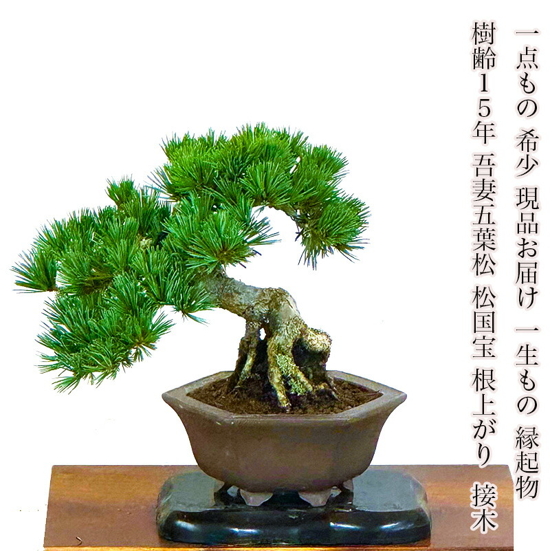 楽天市場】樹齢15年 双幹樹形 会津五葉松盆栽 最高峰品質 埼玉盆栽