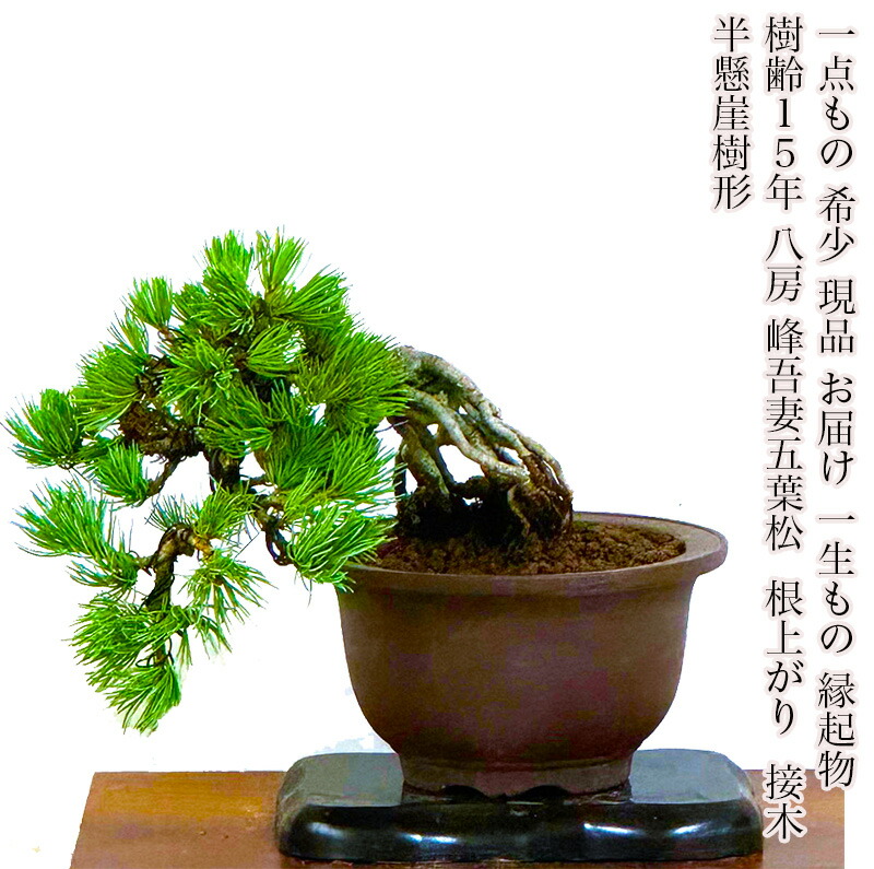 老舗ミニ最高峰五つ星お花5点美品 約8gx5計42g超得！ 楽天市場】最高峰品質 埼玉ブランド福泉五葉松【高級五葉松盆栽