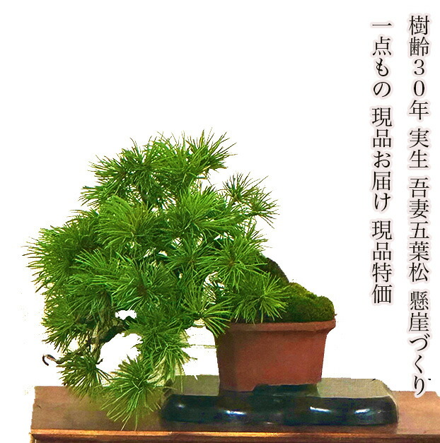 五葉松　宮島五葉松　盆栽　特価 株）一樹園 宮島五葉松 中品盆栽／樹齢30年 : 一樹園 - 通販 - Yahoo