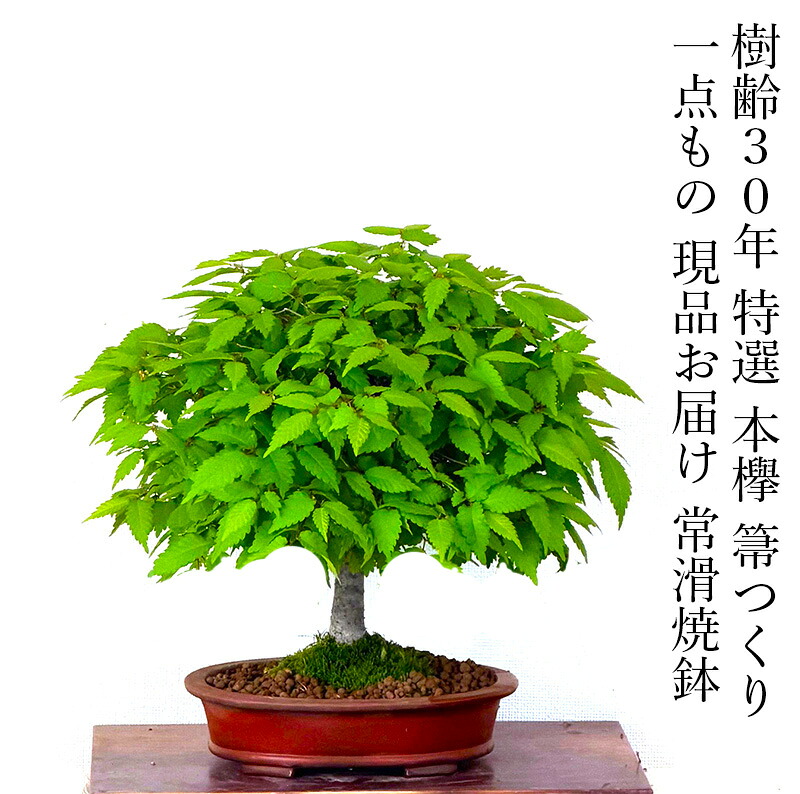盆栽 欅 本欅 ケヤキ 希少 樹齢30年 箒たち樹形 一点もの 現品お届け 希少 欅盆栽 高級盆栽 枝作り 根張り最良盆栽 誕生日 父の日 送料無料 ぼんさい ギフト 観葉植物｜花心盆栽　店