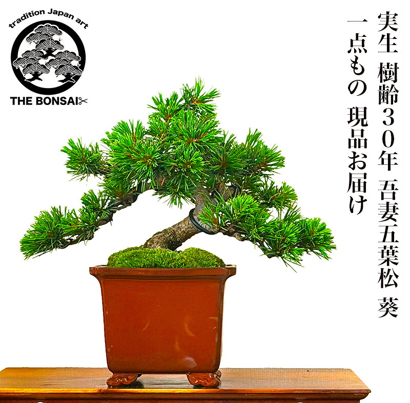 盆栽 松 樹齢30年 実生 吾妻五葉松 葵 常滑焼鉢 一点物 現品お届け 小品盆栽 初心者の方でも安心育て方説明書付盆栽 松 趣味 人気 誕生日 ギフト 室内 お祝い 癒し 盆栽 ミニ フラワープレゼント 風水植物 インテリアグリーン 趣味 植物 ギフト|花心盆栽 店