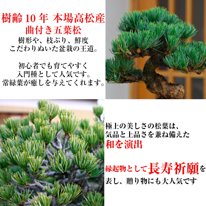 満点の の ミニ ギフト 盆栽 曲付け五葉松 別格 松 インテリア 盆栽 花 観葉植物 松 初心者 趣味 人気 誕生日 趣味 お祝い 店盆栽 迎春 楽天1位受賞 盆栽 ミニ お祝い 室内 盆栽 誕生日 父の日 育て方指南書付盆栽 盆栽 五葉松 曲付け五葉松 松