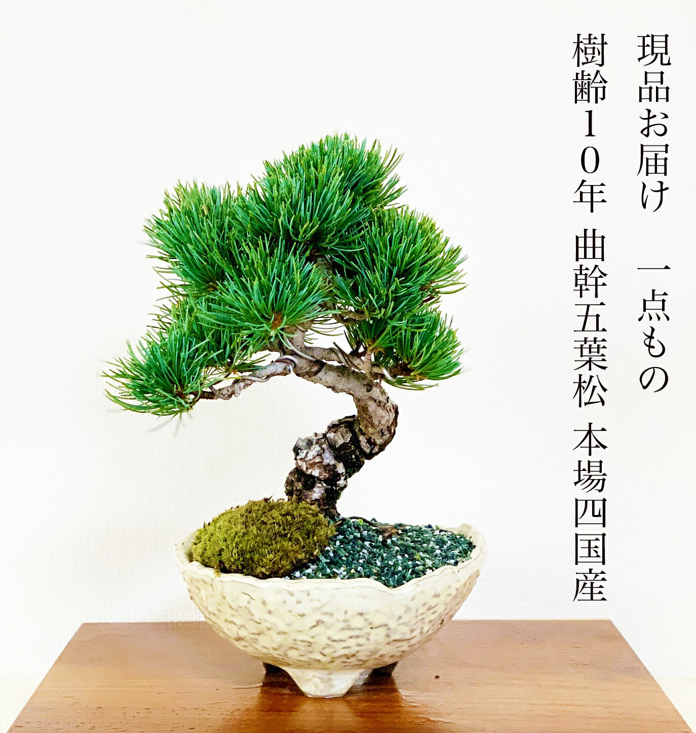 現品 癒し 松 樹齢10年 盆栽 盆栽 風水植物 本場高松 一点物 盆栽 初心者 松 癒し 日時指定可 室内 ギフト お祝い 盆栽 ミニ 風水植物 盆栽 インテリアグリーン 趣味 植物 盆栽 ギフト 盆栽 松 一点物 現品 樹齢10年 本場高松