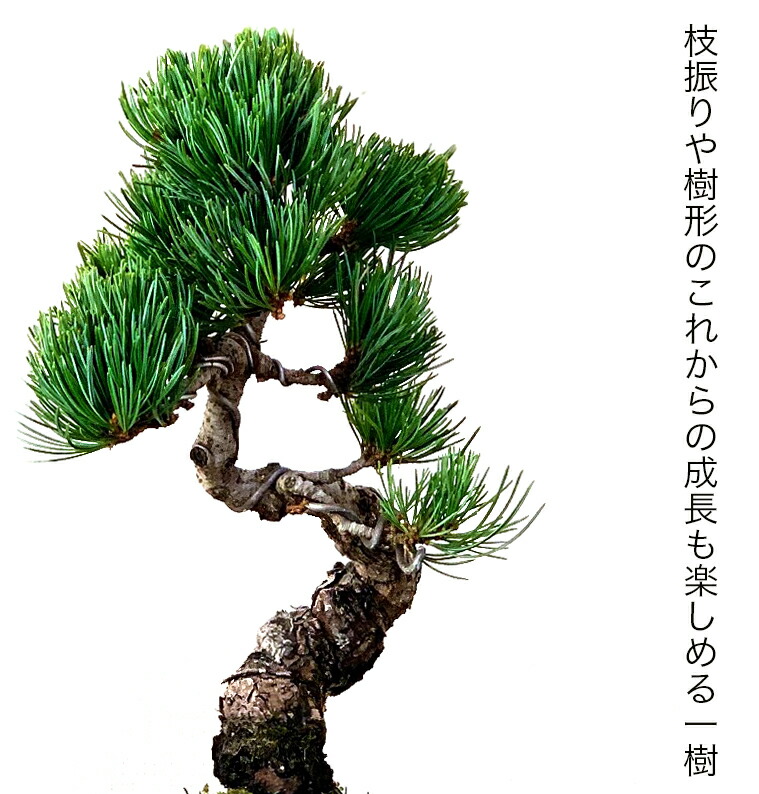 盆栽 松 一点物 現品 日時指定可 癒し 樹齢10年 本場高松 盆栽 盆栽 花 観葉植物 松 室内 初心者 ギフト お祝い 癒し 盆栽 ミニ 風水植物 盆栽 インテリアグリーン 趣味 植物 盆栽 ギフト 盆栽 松 一点物 現品 樹齢10年 本場高松