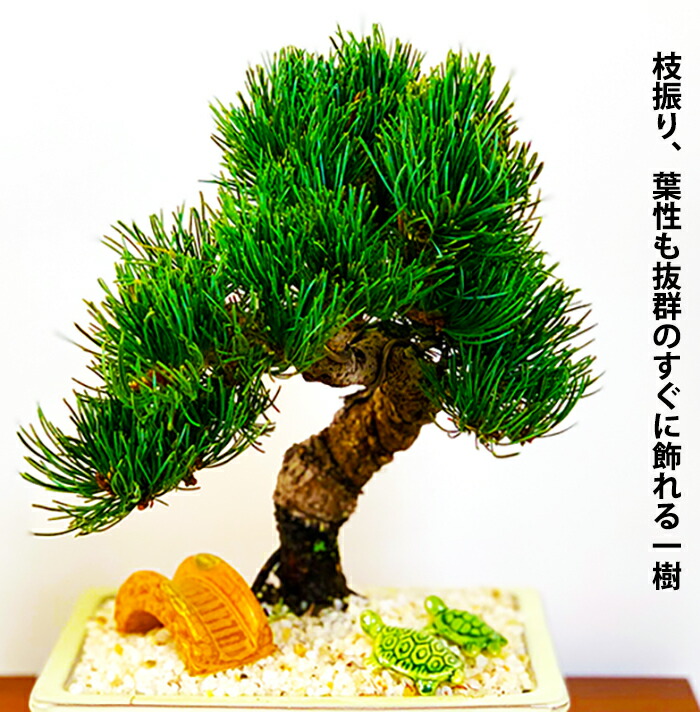現品 樹齢13年 盆栽 日時指定可 松 盆栽 ギフト 室内 松 趣味 一点物 樹齢13年 本場高松 初心者 ギフト お祝い 癒し 盆栽 ミニ 風水植物 盆栽 インテリアグリーン 趣味 植物 盆栽 ギフト 盆栽 松 一点物 現品 樹齢13年 本場高松