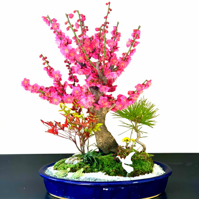 ５５ 以上節約 豪華松竹梅寄せ植え 玉竜 ミニ 花 観葉植物 菊 縁起の良いテーブル盆栽 玉竜 一重の大きな紅花 幸福招来 縁起の良いテーブル盆栽 楽天1位受賞 梅 梅 鶴 創作ミニ日本庭園 梅盆栽 松竹梅庭園寄せ植え ブランド紅梅盆栽 亀 黒松 鶴 部屋に飾る盆栽