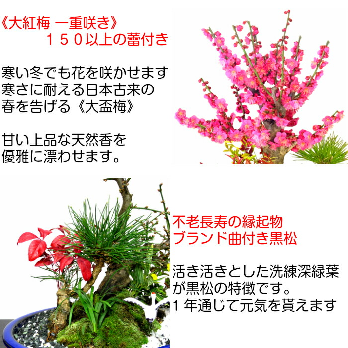 盆栽 盆栽 梅 盆栽 150以上の蕾 大盃梅盆栽 豪華松竹梅寄せ植え 盆栽 現品一点物 縁起づくしの創作ミニ日本庭園 Wプレゼント特典 幸福招来 縁起の良いテーブル盆栽 梅盆栽 黒松 南天 菊 玉竜 鶴 稚児笹 盆栽 盆栽梅 盆栽 ミニ 部屋に飾る盆栽 梅 盆栽ギフト 花心 盆栽 盆栽 梅 盆栽 150以上の蕾 大盃梅盆栽 豪華松竹梅寄せ植え 盆栽 現品一点物 縁起づくしの創作ミニ日本庭園 Wプレゼント特典 幸福招来 縁起の良いテーブル盆栽 梅盆栽 黒松 南天 菊 玉竜 鶴 稚児笹 盆栽 盆栽梅 盆栽 ミニ 部屋に飾る盆栽 梅 盆栽ギフト 花心