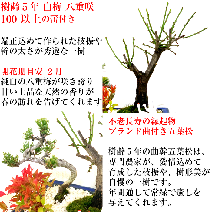 梅 ミニ日本庭園 玉牡丹 南天 白花梅 健康祈願 初心者 盆栽 寄せ植え 盆栽 長寿祝 日本庭園 苔リウム 梅 松 南天 室内 初心者 縁起物 ミニ 盆栽 ギフト フラワーギフト 門松 誕生日 お祝い 盆栽 梅 白花梅 玉牡丹 寄せ植え 健康祈願