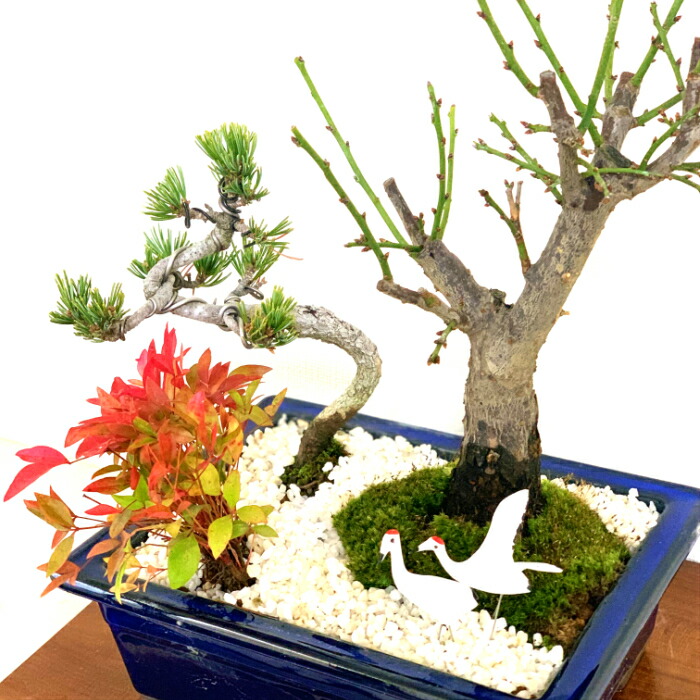梅 ミニ日本庭園 玉牡丹 南天 白花梅 健康祈願 初心者 盆栽 寄せ植え 盆栽 長寿祝 日本庭園 苔リウム 梅 松 南天 室内 初心者 縁起物 ミニ 盆栽 ギフト フラワーギフト 門松 誕生日 お祝い 盆栽 梅 白花梅 玉牡丹 寄せ植え 健康祈願 梅 ミニ日本庭園 玉牡丹 南天 白花梅 健康祈願 初心者 盆栽 寄せ植え 盆栽 長寿祝 日本庭園 苔リウム 梅 松 南天 室内 初心者 縁起物 ミニ 盆栽 ギフト フラワーギフト 門松 誕生日 お祝い 盆栽 梅 白花梅 玉牡丹 寄せ植え 健康祈願