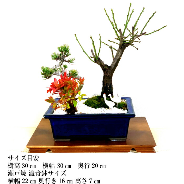 梅 ミニ日本庭園 玉牡丹 南天 白花梅 健康祈願 初心者 盆栽 寄せ植え 盆栽 長寿祝 日本庭園 苔リウム 梅 松 南天 室内 初心者 縁起物 ミニ 盆栽 ギフト フラワーギフト 門松 誕生日 お祝い 盆栽 梅 白花梅 玉牡丹 寄せ植え 健康祈願 梅 ミニ日本庭園 玉牡丹 南天 白花梅 健康祈願 初心者 盆栽 寄せ植え 盆栽 長寿祝 日本庭園 苔リウム 梅 松 南天 室内 初心者 縁起物 ミニ 盆栽 ギフト フラワーギフト 門松 誕生日 お祝い 盆栽 梅 白花梅 玉牡丹 寄せ植え 健康祈願