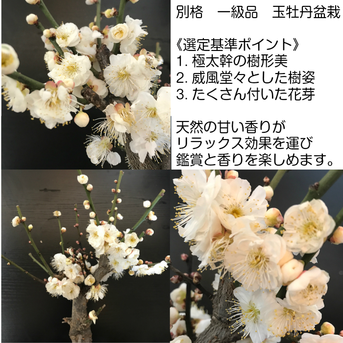 梅 ミニ日本庭園 玉牡丹 南天 白花梅 健康祈願 初心者 盆栽 寄せ植え 盆栽 長寿祝 日本庭園 苔リウム 梅 松 南天 室内 初心者 縁起物 ミニ 盆栽 ギフト フラワーギフト 門松 誕生日 お祝い 盆栽 梅 白花梅 玉牡丹 寄せ植え 健康祈願