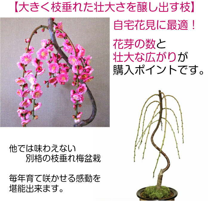 盆栽 梅 枝垂れ 100前後の蕾付 Sランク 曲付き しだれ梅 樹齢5年 特選 八重咲 上品な天然香 枝垂れ 梅盆栽 梅 室内 おしゃれ 盆栽 ギフト プレゼント 誕生日 お祝い 還暦 フラワーギフト シンボルツリー 鉢植え 地植え Schwimmbad Delphine De