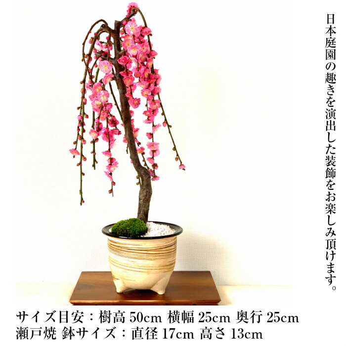 Sランク 特選 盆栽 枝垂れ 父の日 梅 誕生日 還暦 フラワーギフト 盆栽 おしゃれ もみじ シンボルツリー 盆栽 上品な天然香 枝垂れ 八重咲 室内 曲付き プレゼント しだれ梅 0前後の蕾付 ギフト 特大 梅盆栽 樹齢8年 お祝い 梅