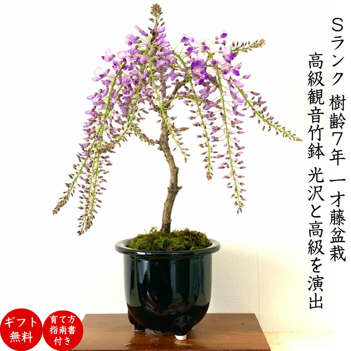 楽天市場 盆栽 母の日 藤 ギフト 無料 一級品 野田藤 15個ほどの蕾 野田藤 一才藤 記念樹盆栽 藤 室内 初心者 趣味 送料無料 即日出荷 フラワーギフト 観葉食物 誕生日 盆栽 ギフト あす楽 プレゼント 母の日 花心盆栽 楽天市場店