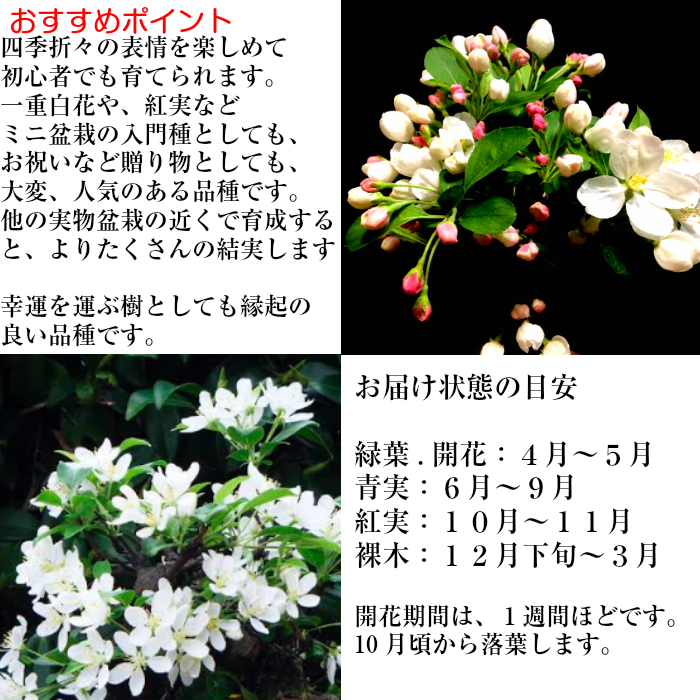 盆栽 カイドウ 深山かいどう 太支柱 ミニ盆栽 癒し 草木 盛りが咲く盆栽 御産喜び事 風水開運盆栽盆栽 ミニ 室内 無心人格者 家渡り祝い 癒し 植物 おやじ様 生出恒星日 付届 盆栽 贈品 指令連盟 Digitalland Com Br