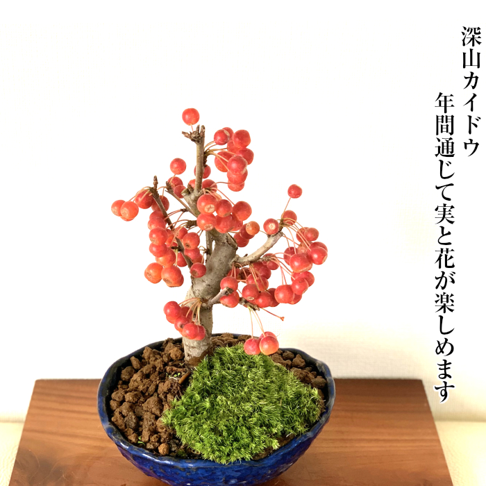 盆栽 カイドウ 深山かいどう 太幹 ミニ盆栽 癒し 植物 花が咲く盆栽 出産祝い 風水開運盆栽盆栽 ミニ 室内 初心者 引っ越し祝い 癒し 植物 父親 誕生日 プレゼント 盆栽 ギフト 令和 Schwimmbad Delphine De