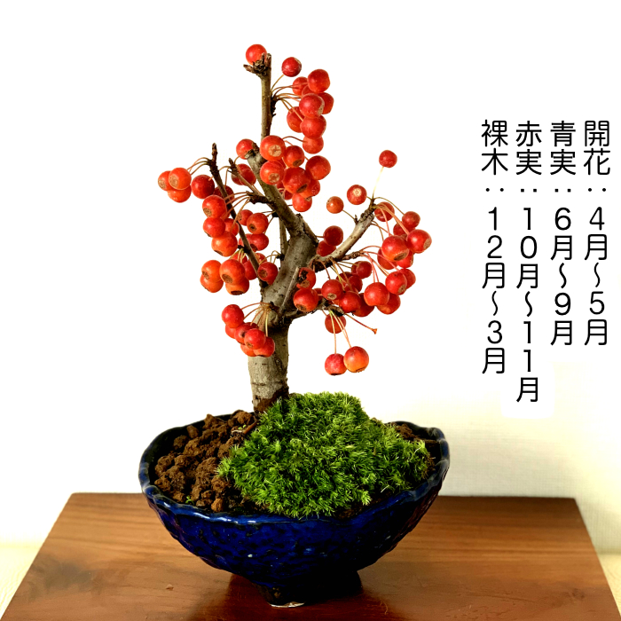 盆栽 カイドウ 深山かいどう 太幹 ミニ盆栽 癒し 植物 花が咲く盆栽 出産祝い 風水開運盆栽盆栽 ミニ 室内 初心者 引っ越し祝い 癒し 植物 父親 誕生日 プレゼント 盆栽 ギフト 令和 Schwimmbad Delphine De