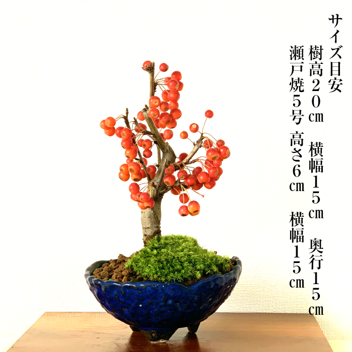 盆栽 カイドウ 深山かいどう 太幹 ミニ盆栽 癒し 植物 花が咲く盆栽 出産祝い 風水開運盆栽盆栽 ミニ 室内 初心者 引っ越し祝い 癒し 植物 父親 誕生日 プレゼント 盆栽 ギフト 令和 Schwimmbad Delphine De