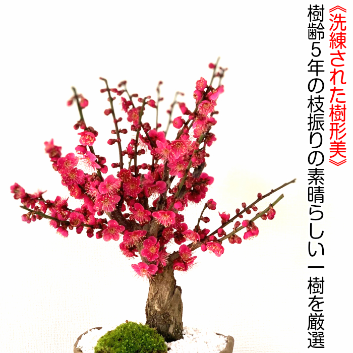 盆栽 梅 2024,1月開花 大盃梅 紅梅 80〜100個以上の蕾 樹齢5年 太幹 梅