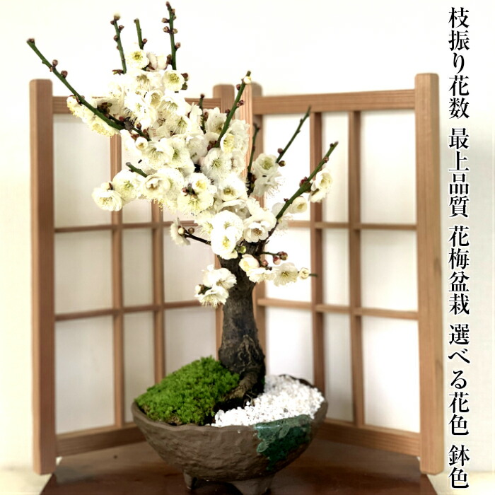 盆栽 盆栽 梅 梅盆栽 白花梅 紅梅 紅白梅 白梅 樹齢5年 極太幹大輪八重白梅盆栽 1個以上の花芽 蕾 盆栽 梅 ミニ 初心者 室内 趣味 インテリア 植物 盆栽 ギフト 盆栽 梅 鉢植え 白梅 紅梅 紅白梅 一級品 1個以上の蕾 大輪花の白梅盆栽 樹齢5年 極太幹の梅盆栽