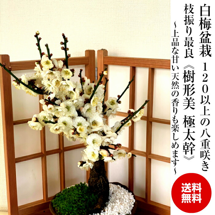 盆栽 盆栽 梅 梅盆栽 白花梅 紅梅 紅白梅 白梅 樹齢5年 極太幹大輪八重白梅盆栽 1個以上の花芽 蕾 盆栽 梅 ミニ 初心者 室内 趣味 インテリア 植物 盆栽 ギフト 盆栽 梅 鉢植え 白梅 紅梅 紅白梅 一級品 1個以上の蕾 大輪花の白梅盆栽 樹齢5年 極太幹の梅盆栽