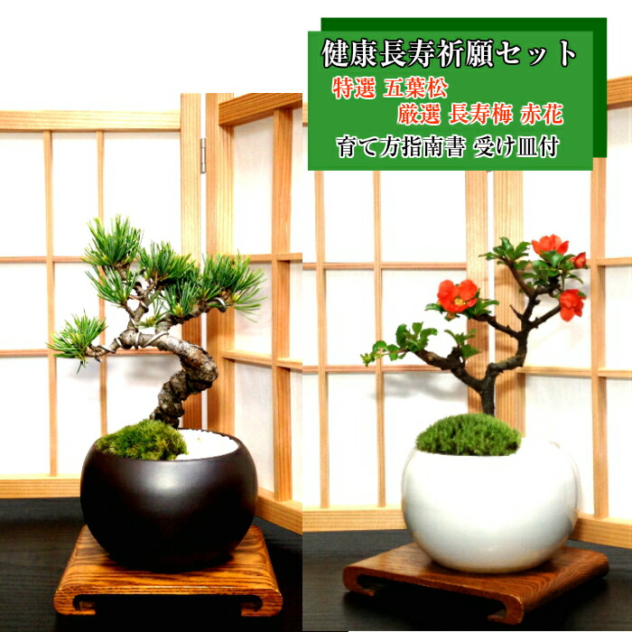 楽天市場】盆栽 真柏 樹齢5年 特撰 曲付 紀州 真柏 盆栽 Wプレゼント