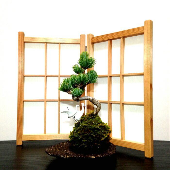 黒松盆栽　持ち込み古い　木肌荒れ　太幹　幹元捻転　樹高３３ｃｍ 黒松盆栽 持ち込み古い 木肌荒れ 太幹 幹元捻転 樹高33cm