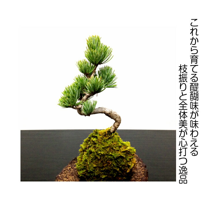 hanagokoro-bonsai | Rakuten Global Market: \ hanagokoro-bonsai | Rakuten Global Market: \