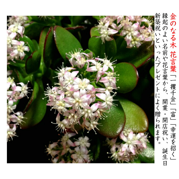 金のなる木 選べる鉢2種 多肉植物 サボテン 桜花月 人気 ミニ観葉 盆栽 ミニ ミニ観葉 金運 植物 誕生日 プレゼント 癒し 風水 植物 引っ越し お祝い 送料無料 多肉植物 サボテン 塩インテリア 盆栽 ギフト 観葉植物 癒し Amedf Com Br