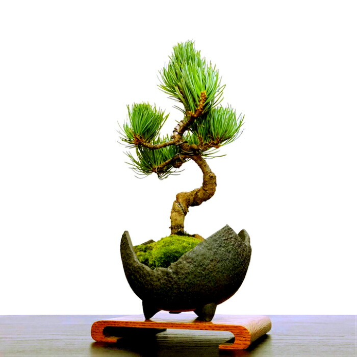 盆栽 松 盆栽 誕生日 五葉松 趣味 父の日 盆栽 ミニ ギフト 樹齢7年 誕生日 プレゼント 人気 誕生日 観葉植物 退職祝い 盆栽 ギフト 父の日 敬老の日 盆栽 松 男性 趣味 人気ギフト ミニ 五葉松 高松 ブランド五葉松 縁起の良い盆栽 五葉松