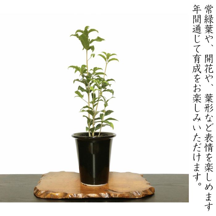 父の日 ギフト 金木犀 銀木犀 盆栽 鉢植え すぐに飾れる安定苗 高級手作り盆栽鉢5号 盆栽 花 ギフト プレゼント シンボルツリー 誕生日 ギフト 観葉植物 還暦祝い 結婚記念日祝い Schwimmbad Delphine De