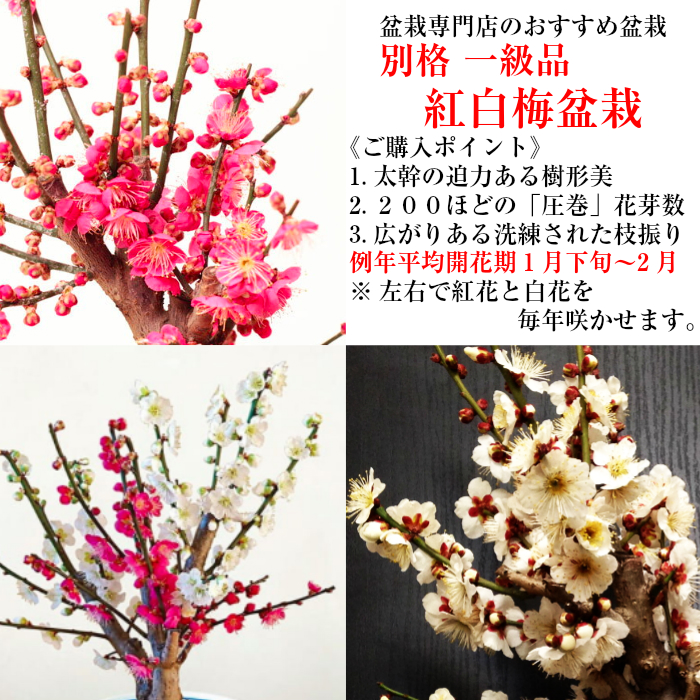 盆栽 梅 かっこ精良 白梅 紅白梅 紅梅 1個以上の芽生え 樹齢5年度 極太茎 梅盆栽 盆栽 梅 生煮人間 室内 符帳ツリー 鉢植え 誕生デート お慶び事 戴き物 御花ギフト あした楽ちん Digitalland Com Br