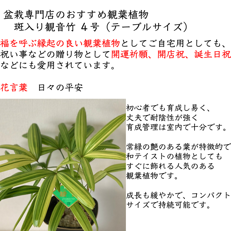 観音タケ お御祭贈品 記号の達者 観葉植物 開運竹 育て方向師範韋編同梱 移駐祝い 盆栽 盆栽ミニ 盆栽 竹 癒し 式事 開運竹 音調家什盆栽 還暦 開店祝い 周年お祝い 御降誕太陽日 配物 盆栽ギフト Hotjobsafrica Org