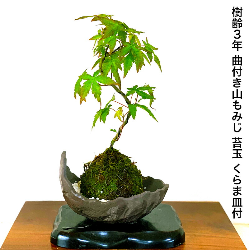 楓 盆栽 樹齢50年 楓 盆栽 樹齢50年