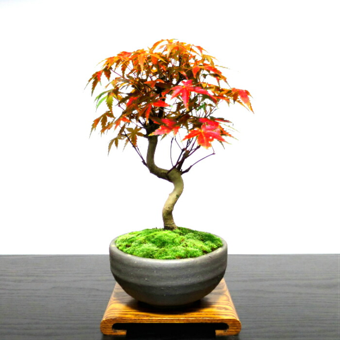 樹齢5年 父の日 極美葉の山もみじ盆栽 曲付け山もみじミニ盆栽 盆栽 紅葉 送料無料 還暦盆栽 室内盆栽 もみじ 樹齢5年 ミニ もみじ 盆栽 楽天盆栽部門1位受賞 プレゼント 盆栽 店盆栽 極美葉の曲付け山もみじ盆栽 誕生日 もみじ 絶景山もみじ盆栽 即日出荷可 フラワー