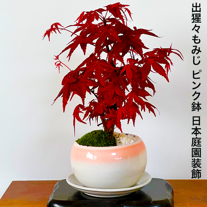 盆栽 もみじ 希少 出猩々もみじ 紅葉 ミニ盆栽 楽天1位 樹齢5年 縁起物