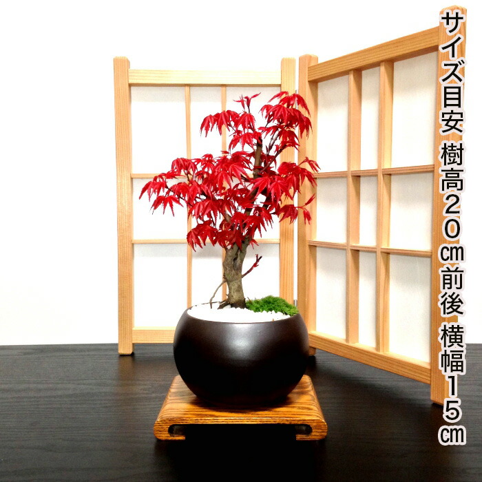 盆栽 もみじ 希少 出猩々もみじ 紅葉 ミニ盆栽 楽天1位 樹齢5年
