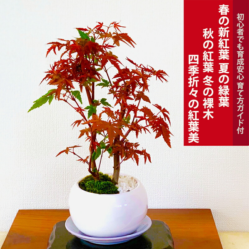 敬老の日 ギフト ミニ盆栽 もみじ 鉢植え 花 観葉植物 記念樹 出猩々もみじ ミニ盆栽 プレゼント 母の日 父の日 敬老の日 誕生日 還暦 開店祝い 喜寿 プレゼント 盆栽 ギフト 敬老の日 盆栽 ギフト もみじ 鉢植え 記念樹 樹齢5年 出猩々もみじ ミニ盆栽 小品盆栽 盆栽 敬老の日 ギフト ミニ盆栽 もみじ 鉢植え 花 観葉植物 記念樹 出猩々もみじ ミニ盆栽 プレゼント 母の日 父の日 敬老の日 誕生日 還暦 開店祝い 喜寿 プレゼント 盆栽 ギフト 敬老の日 盆栽 ギフト もみじ 鉢植え 記念樹 樹齢5年 出猩々もみじ ミニ盆栽 小品盆栽 盆栽