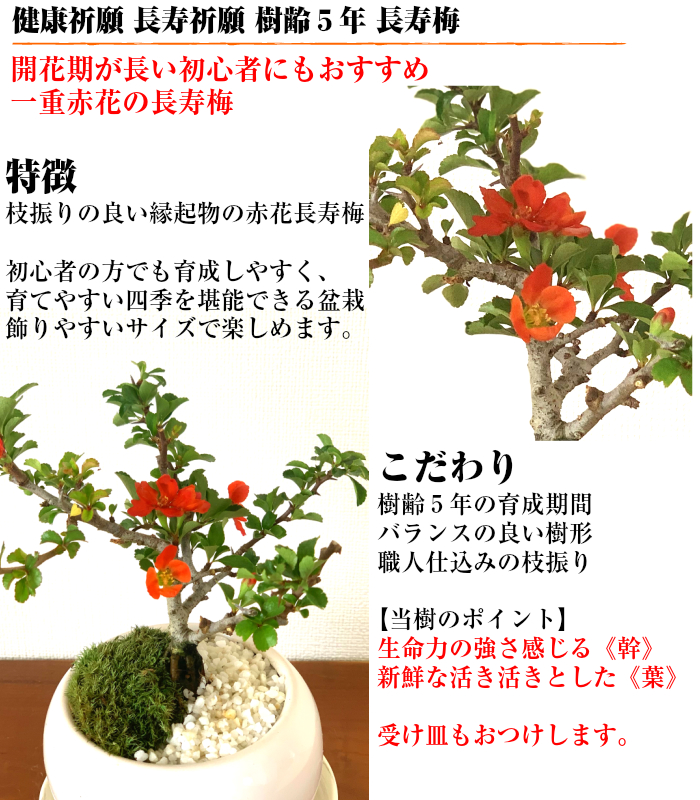 盆栽 梅 植物 誕生日 健康祈願 四季咲き 長寿梅 紅花 あす楽 ミニ盆栽 鉢色選べる3 5号鉢 盆栽 父の日 母の日 還暦 癒し 植物 引っ越し祝い 誕生日 ギフト プレゼント あす楽 敬老の日 花心盆栽 店長寿梅 長寿祈願 枝振りの良い ミニ盆栽 紅花 日本庭園 四日市鉢 盆栽