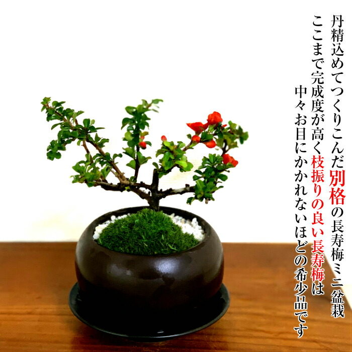 盆栽 母の日 敬老の日 梅 盆栽 健康祈願 四季咲き 桜 長寿梅 紅花 ミニ盆栽 鉢色選べる3 5号鉢 盆栽 父の日 母の日 還暦 癒し 植物 引っ越し祝い 誕生日 ギフト プレゼント あす楽 敬老の日 花心盆栽 店敬老の日 ギフト 長寿梅 長寿祈願 枝振りの良い ミニ盆栽 紅花