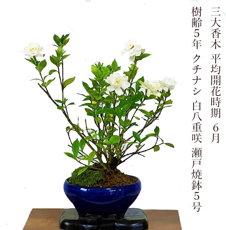 楽天市場】小品盆栽：梔子（青変形鉢）*（2026年開花）くちなし