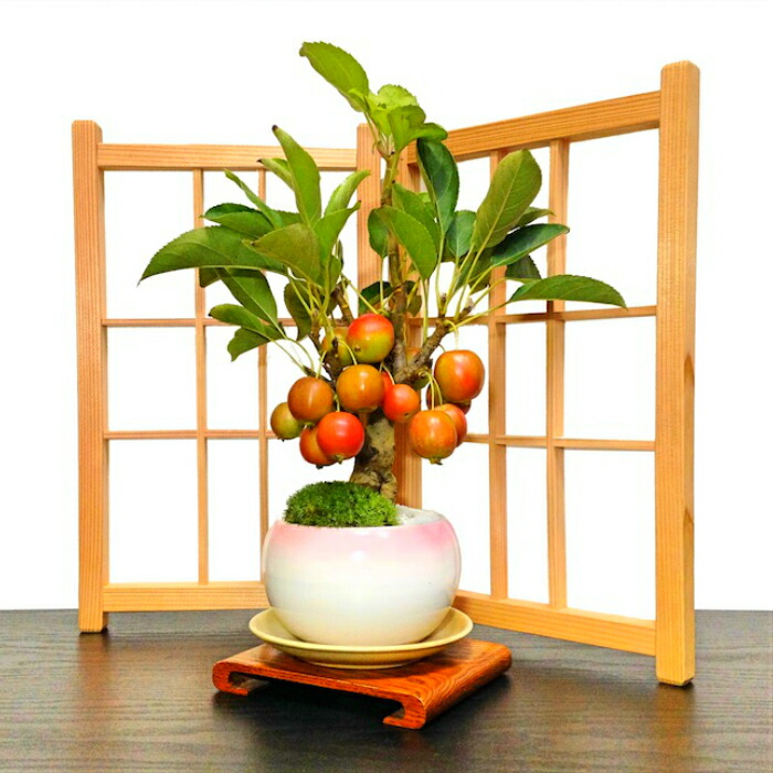 盆栽 プレゼント お祝い 姫りんご 家庭菜園 樹齢7年 林檎 盆栽 Wプレゼント特典 ブランド盆栽 盆栽 誕生日 室内 ミニ 初心者 ギフト 記念樹 お祝い 母の日 父の日 敬老の日 誕生日 還暦 フラワーギフト プレゼント 送料無料 花心盆栽 店りんご盆栽 ミニ 日時指定可