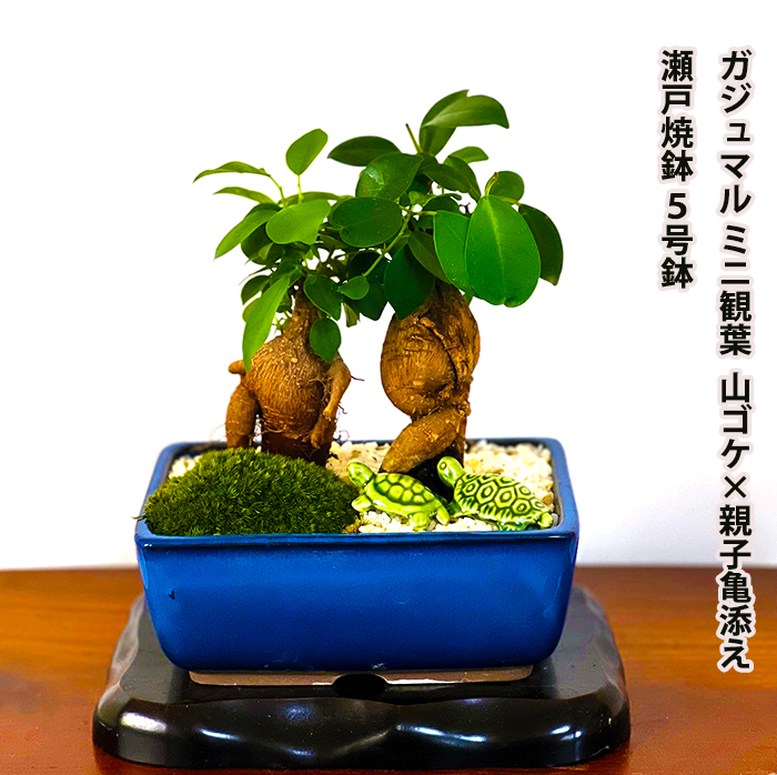 楽天市場】盆栽：ガジュマル2本寄せ*＜瀬戸焼鉢＞苔＆富士砂＆石付き