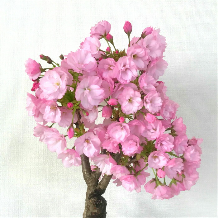 無料 太幹 旭山桜 ギフト およそ30以上の蕾付 盆栽 盆栽 盆栽 桜 趣味 八重桜 人気 桜 盆栽 ミニ 室内 初心者 趣味 おしゃれ盆栽 盆栽 ギフト 桜盆栽 誕生日 フラワーギフト バレンタイン ギフト ホワイトデー 無料 太幹 旭山桜 ギフト およそ30以上の蕾付 盆栽 盆栽 盆栽 桜 趣味 八重桜 人気 桜 盆栽 ミニ 室内 初心者 趣味 おしゃれ盆栽 盆栽 ギフト 桜盆栽 誕生日 フラワーギフト バレンタイン ギフト ホワイトデー