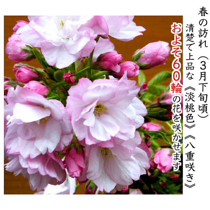 鉢植え 無料 盆栽 自宅 八重桜 ギフト ギフト ミニ 無料 盆栽 室内 八重桜 桜 おしゃれ 誕生日 お花見 桜 初心者 桜鉢植え お祝い ギフト プレゼント フラワーギフト 八重桜 盆栽 ギフト 無料 ミニ盆栽 八重咲 30以上の蕾をつけた八重桜盆栽 桜 ミニ 鉢植え 無料 盆栽 自宅 八重桜 ギフト ギフト ミニ 無料 盆栽 室内 八重桜 桜 おしゃれ 誕生日 お花見 桜 初心者 桜鉢植え お祝い ギフト プレゼント フラワーギフト 八重桜 盆栽 ギフト 無料 ミニ盆栽 八重咲 30以上の蕾をつけた八重桜盆栽 桜 ミニ