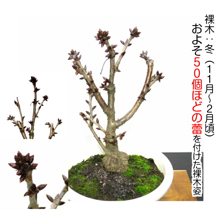 旭山桜 還暦 還暦 フラワーギフト 八重桜 誕生日祝い 盆栽 八重桜盆栽 八重咲桜 桜鉢植え 鉢植え 喜寿 桜 豪華な満開の桜盆栽 初心者 送料無料 盆栽 室内 樹齢5年 盆栽 桜鉢植え 極太幹 盆栽 ミニ 盆栽 桜 ブランド桜盆栽 還暦 旭山桜 還暦 還暦 フラワーギフト 八重桜 誕生日祝い 盆栽 八重桜盆栽 八重咲桜 桜鉢植え 鉢植え 喜寿 桜 豪華な満開の桜盆栽 初心者 送料無料 盆栽 室内 樹齢5年 盆栽 桜鉢植え 極太幹 盆栽 ミニ 盆栽 桜 ブランド桜盆栽 還暦
